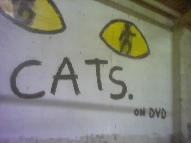 CATS ON DVD.jpg